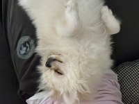 8 aylık pomeranian