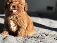 IRKININ GÜZELİ TOY POODLE 