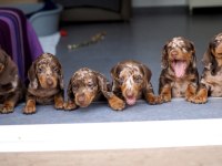 Premium Kalite Safkan Dachshund SOSİS BEBEKLER