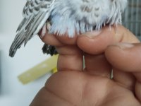 Çek Ve Jumbo Muhabbet Kuşları
