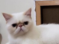 BODİ ERKEK CİNS KEDİ