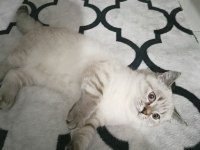 3 aylık siyam kedimi sahiplendirme