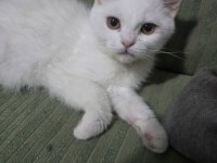 4 aylık yavru kedimiz için ücretsiz sahiplendirme