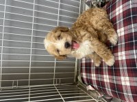 Safkan Maltipoo Bebekler