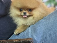 Güler yüzlü pomeranian kızımız tam bir ayıcık