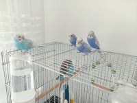 4 Adet Sağlıklı Yavru Muhabbet Kuşları