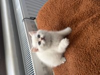 Muhteşem anne babadan british shorthair yavrular