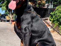 Şecereli Doberman Yeni Yuvalarını Arıyor