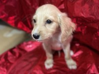 ANTALYA İNGİLİZ COCKER KÖPEĞİMİZ