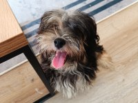 Terrier yorkshire yuva ariyor