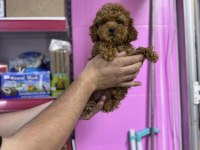 Toy Poodle 5 Aylık Dişi Wc Eğitimli 1Kg