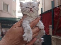 British shorthair yavrumuz yeni yuvasını arıyor