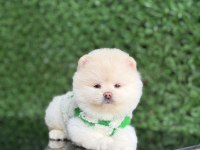 Üst Kalite Pomeranian Boo