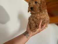 Sağlık garantili karma aşıları yapılmış yavrular toy poodle