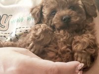 Toy Poodle Yavrumuz