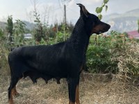 3 TANE A ŞECERELİ GENÇ YETİŞKİN DİŞİ DOBERMAN