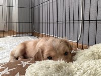 45 günlük ingiliz cocker izmir menemen