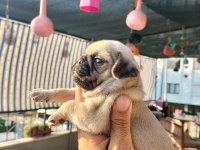 SIFIR BURUN GÜL KUYRUKLU PUG MOPS YAVRULAR