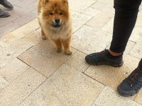 3 buçuk aylık çin aslanı sağlığı aşıları tamdır