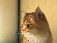 Orjinal safkan golden black british shorthair baskın erkek