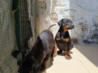 Doberman yavrularımız