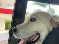 3 yaşında dişi golden retriever