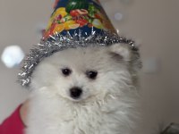 Pomeranian boo acil satılık