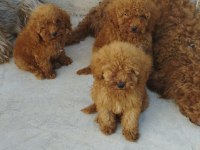 YENİ EV ARKADAŞINIZ POODLE