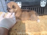 Akita inu yavru 3 aylık yavru köpekler