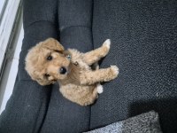 Toy poodle 6 yavrumuz