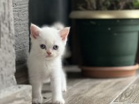 Erkek british shorthair güzel yavru