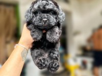 Toy Poodle Cinsi Bebeklerimiz