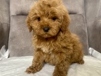 Mini Boy Maltıpoo Cinsi Oğlum