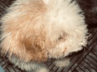 Acil sahiplendiriliyor poodle köpeğimiz