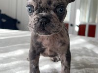 Mavi gözlü french bulldog yavrularım