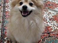 Pomeranian spitz latte kızımıza yuva arıyoruz