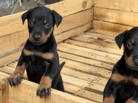DOBERMAN YAVRULARI