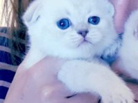 Safkan sağlıklı scottish fold yavru