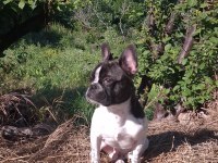 French Bulldog Köpeğimiz 5 Aylık