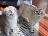 Kızlarımız sahiplendirilicektir british shorthair