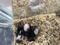 Yavru Hamster