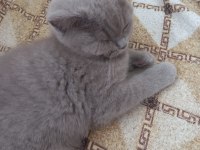 2.5 aylık british shorthair yavrular
