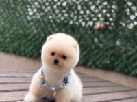 Show Kalite Pomeranian Boo Yavrular