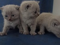 Yeni british shorthair yavrular