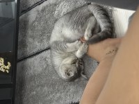 Sevimli tatlı oyun delisi british shorthair