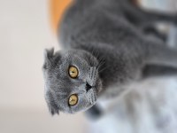 Bakımlı evcil ev kedisi gri dişi scottish fold
