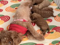 Poodle yavrularımıza güvenli bir yuva arıyor