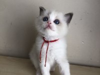 FULL ŞECERELİ RAGDOLL BİCOLOR YAVRULAR