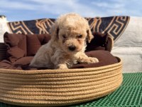 Süper teacup maltipoo kore