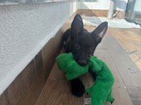 Petmode köpek çiftliğinden sçr li black solid